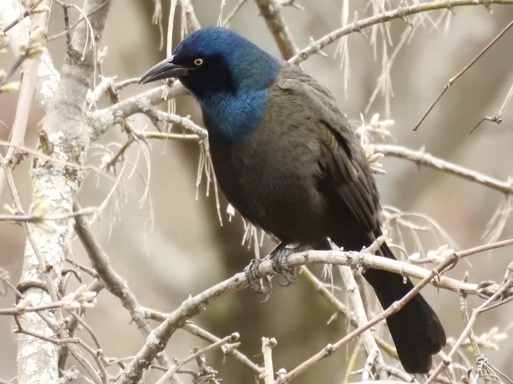 common grackle by amyk