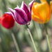 A Tulip is a Tulip ... by pdulis
