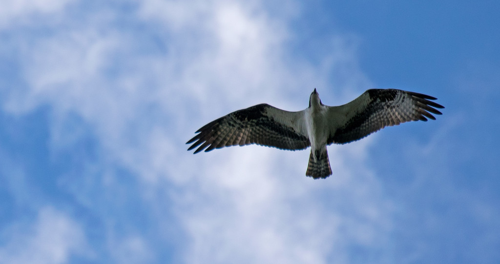 Osprey Floating in the Sky! by rickster549