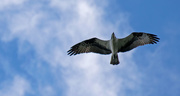 13th Apr 2017 - Osprey Floating in the Sky!