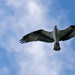 Osprey Floating in the Sky! by rickster549