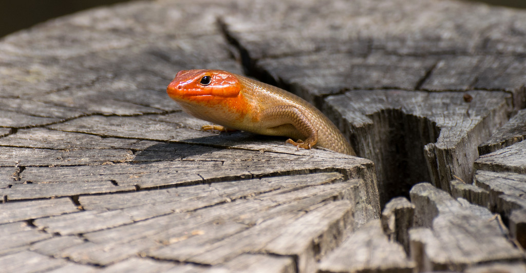 Broad-Headed Skink on the Tree Trunk! by rickster549