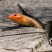 Broad-Headed Skink on the Tree Trunk! by rickster549