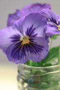 13th Apr 2017 - Light Purple Violas