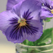 Light Purple Violas by clay88