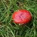 Fly Agaric by kyfto