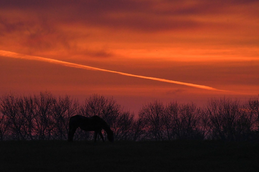 Horse with Slanted Streak at Sunrise by kareenking