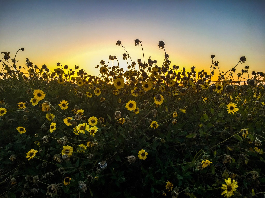 Daisies at Sunset by cjoye