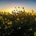 Daisies at Sunset by cjoye