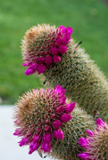 11th Apr 2017 - Cactus in Bloom