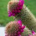Cactus in Bloom by jaybutterfield