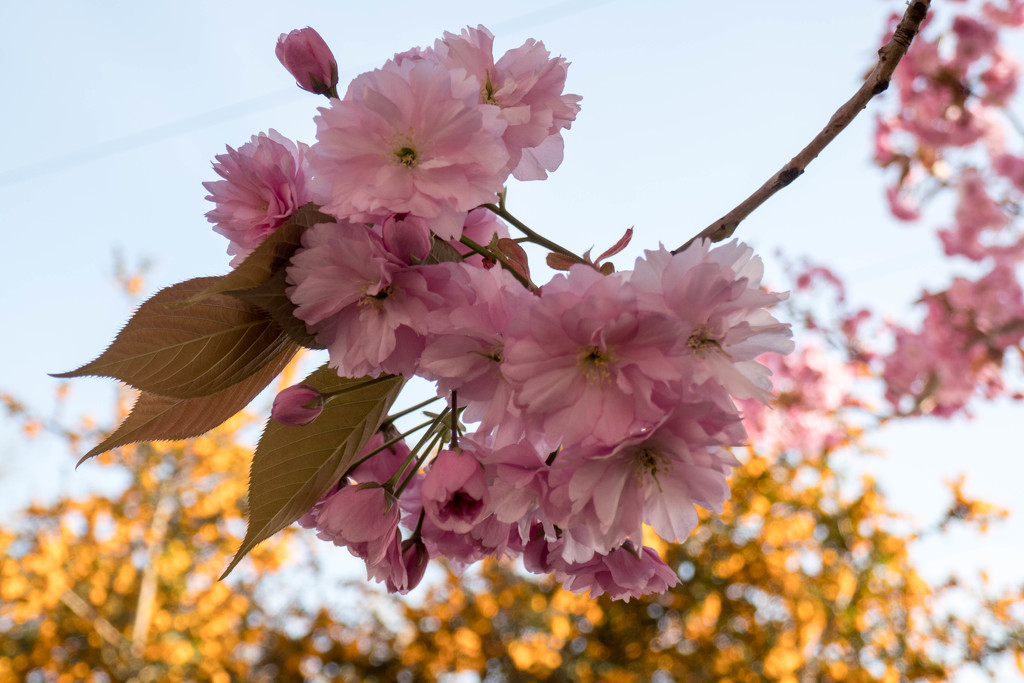 Cherry blossom..... by susie1205