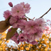 Cherry blossom..... by susie1205