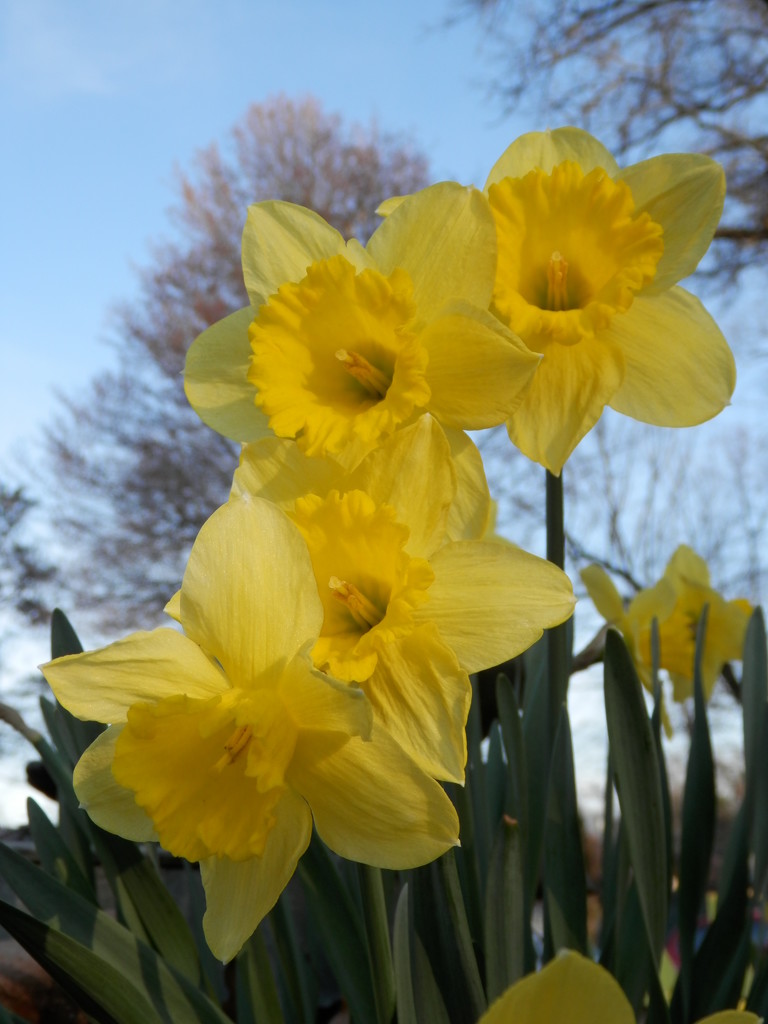 Daffodils by julie