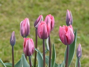 13th Apr 2017 -  Tulips 