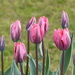  Tulips  by susiemc