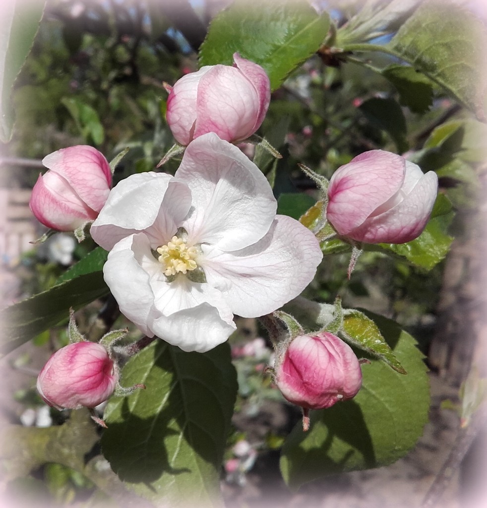 Apple blossom time by busylady