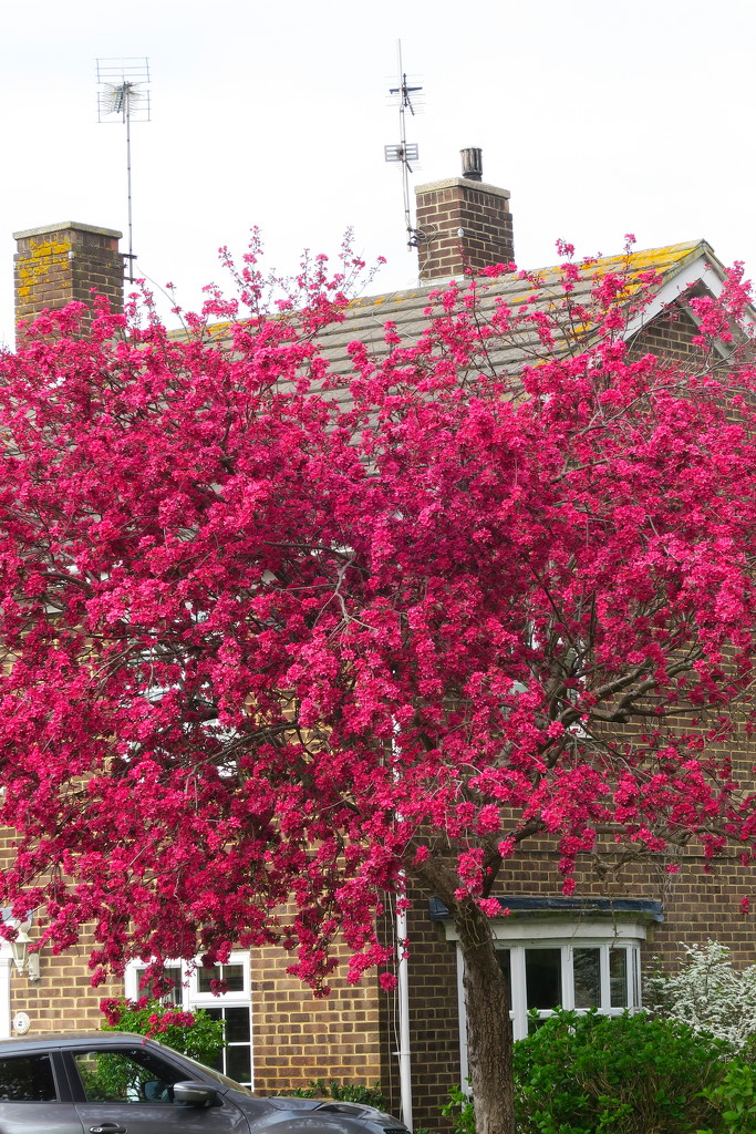Red Blossom by davemockford