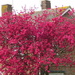 Red Blossom by davemockford