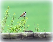 14th Apr 2017 - Reed bunting