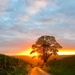 Tree lit sunset  by 365projectdrewpdavies