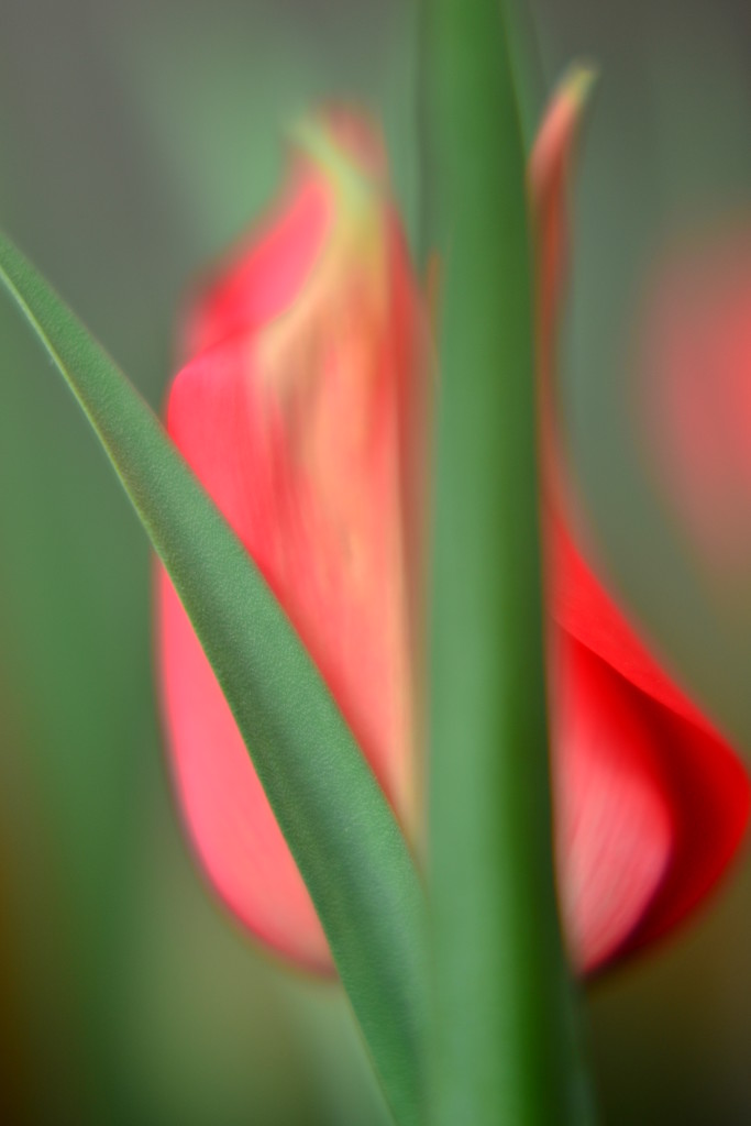 Painterly Tulip.... by ziggy77