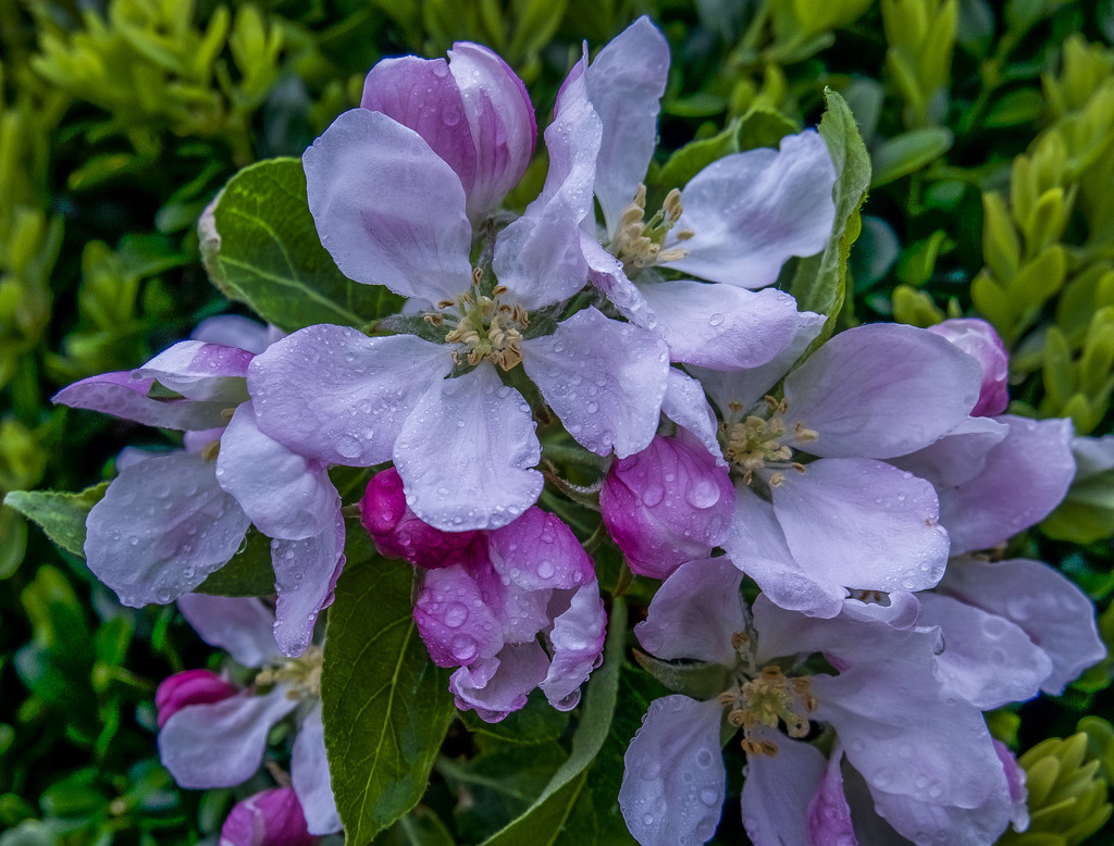 Apple Blossom  by tonygig