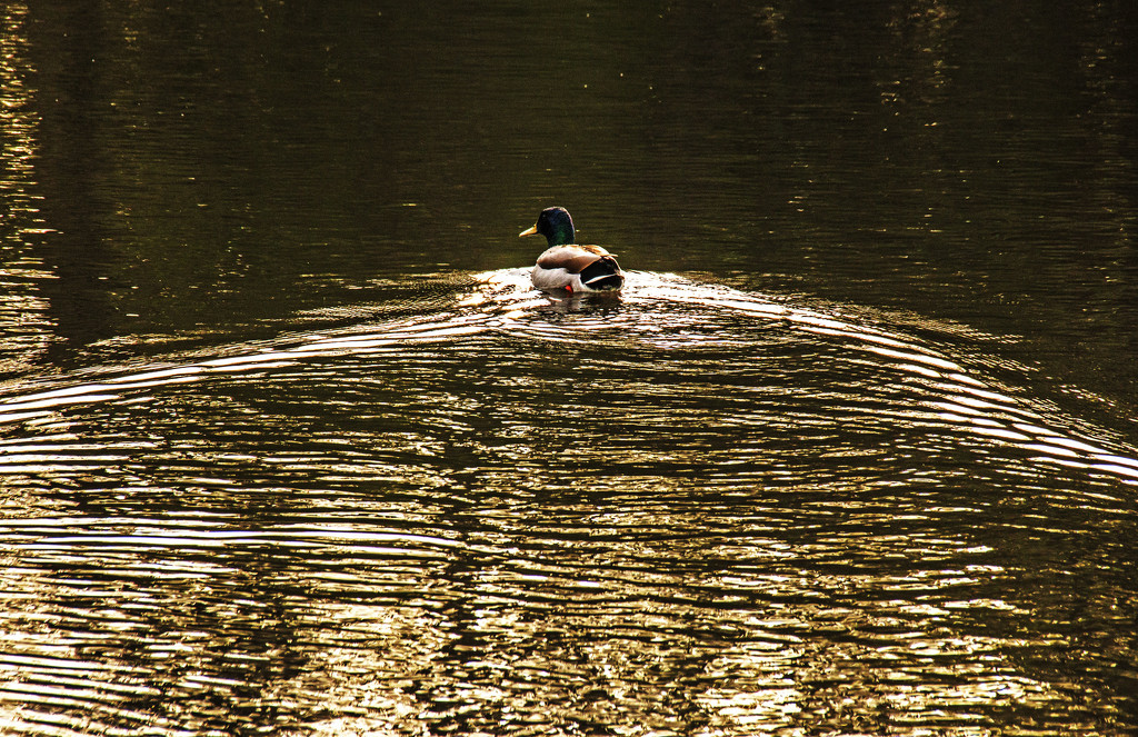 Male duck (while avoiding female grouse) by shepherdman