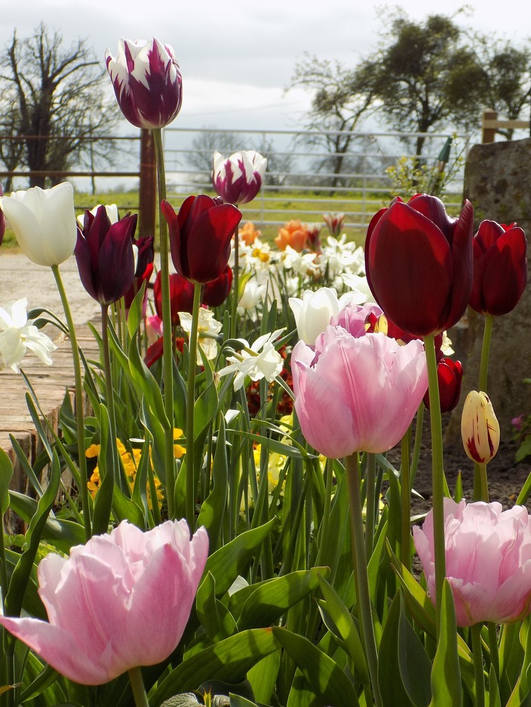 Tulips by flowerfairyann