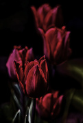 13th Apr 2017 - Low Key Tulips