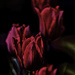 Low Key Tulips by megpicatilly