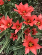 14th Apr 2017 - Favorite Tulips 