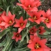 Favorite Tulips  by beckyk365