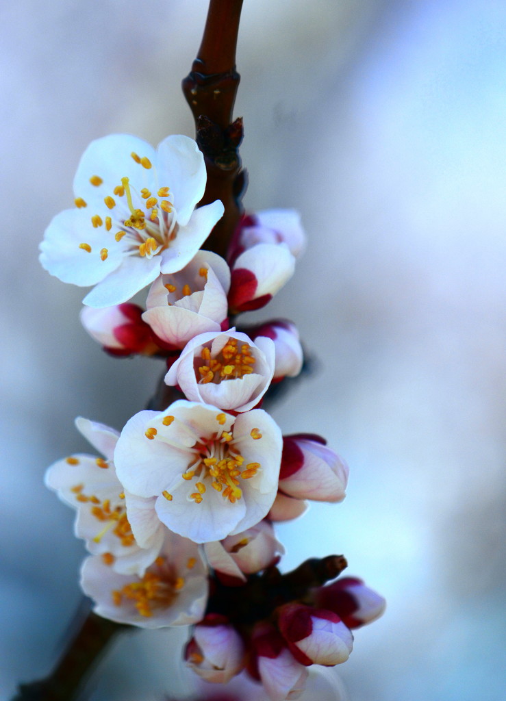 Apricots in bloom by jayberg