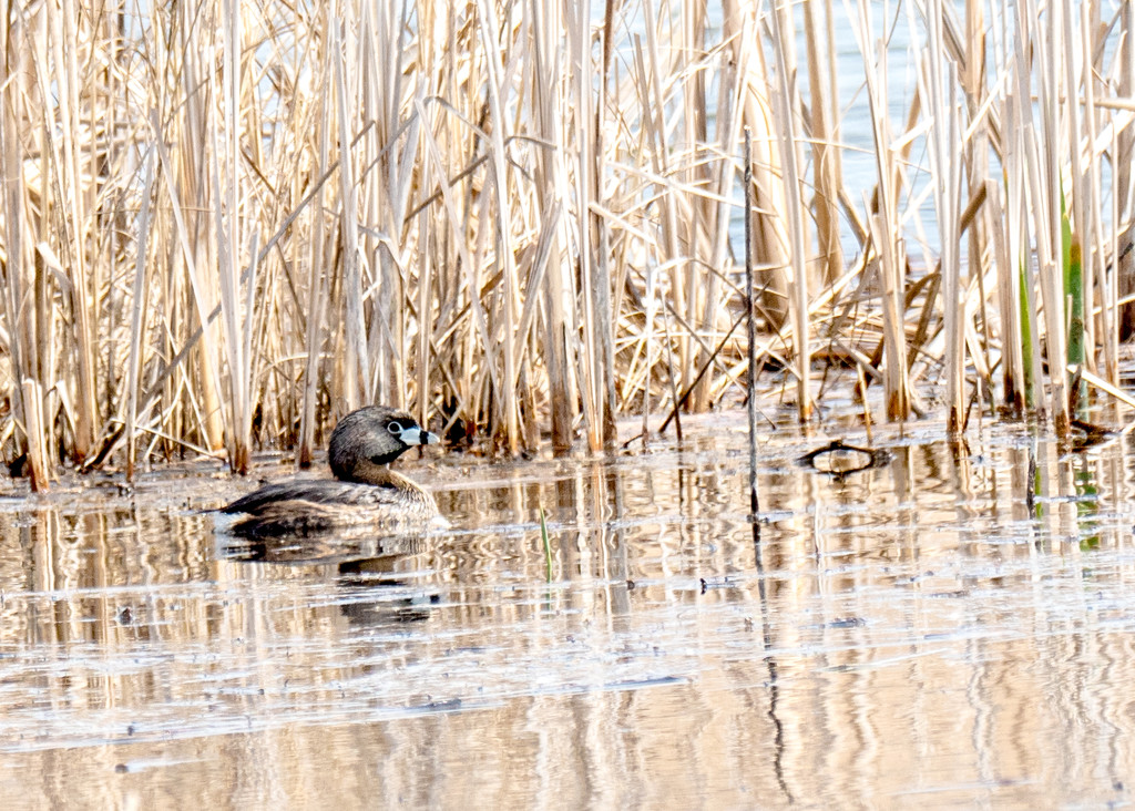 Pied-Billed Grebe by rminer