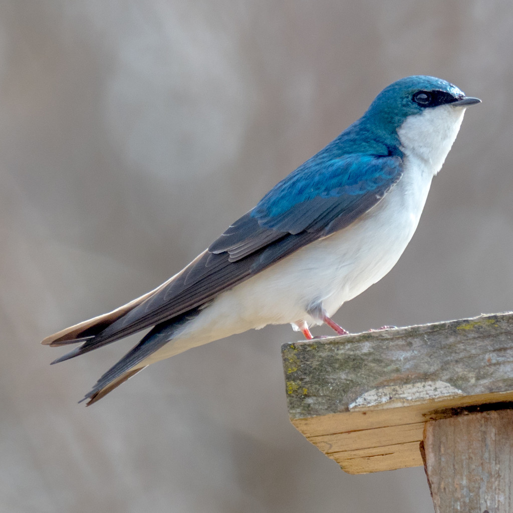 Tree Swallow Atop a Birdhouse by rminer