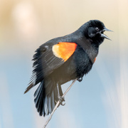 14th Apr 2017 - Red-winged Blackbird Sings 