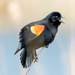 Red-winged Blackbird Sings  by rminer