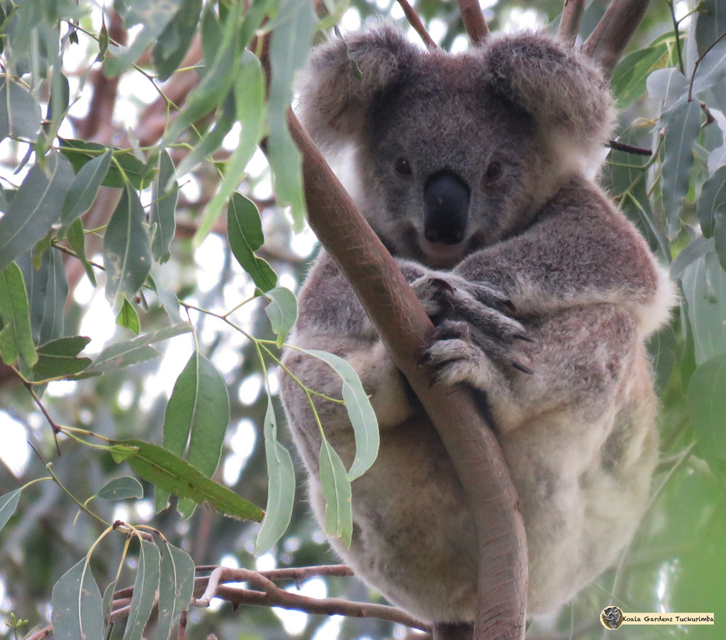 sittin perty by koalagardens