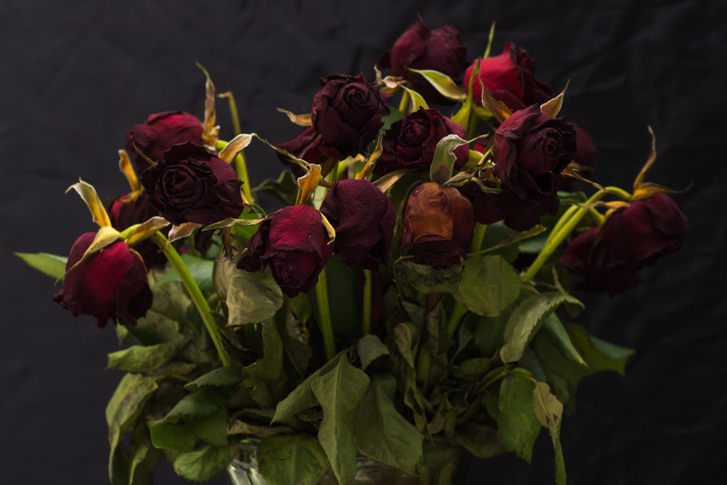 Dying roses by rumpelstiltskin