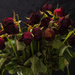 Dying roses by rumpelstiltskin