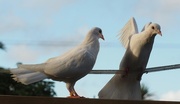 15th Apr 2017 - Our doves now allowed out