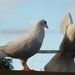 Our doves now allowed out by Dawn