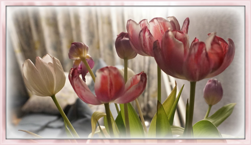 tail end tulips  by sarah19