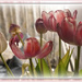 tail end tulips  by sarah19