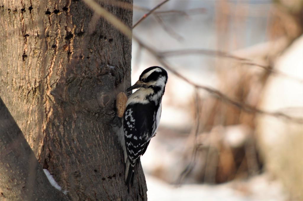 Downy Woodpecker working on a Peanut! by radiogirl