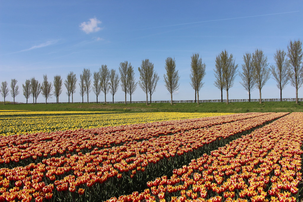 Tulips, dike, hedge and more. by pyrrhula