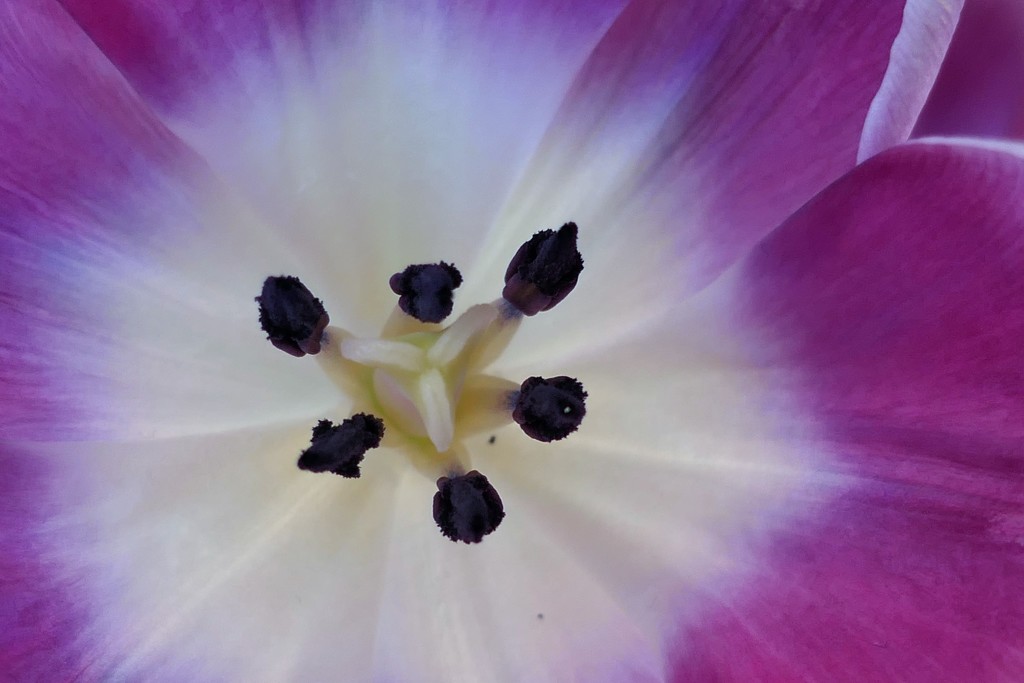 Tulip Centre by carole_sandford