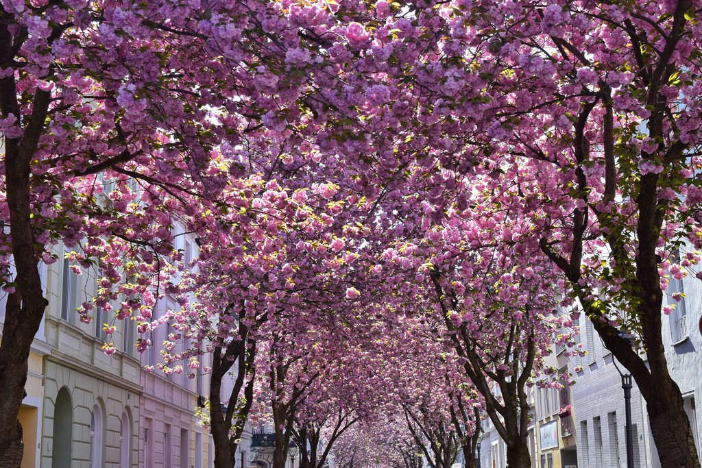 Spring is simply magical in Bonn by ctst