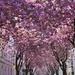 Spring is simply magical in Bonn by ctst